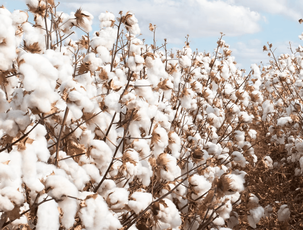 Cotton fields are the first step to a clothing manufacturer's processes